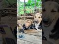 Great Video Super SokYaa And Sokhaa Very Adorable Harmony Animals Around The World Shorts Great Video Super SokYaa And Sokhaa Very Adorable Harmony Animals Around The World Shorts