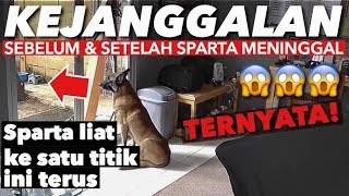MERINDING! HAL ANEH DAN REAKSI ANUBIS SAAT SPARTA DIKUBUR