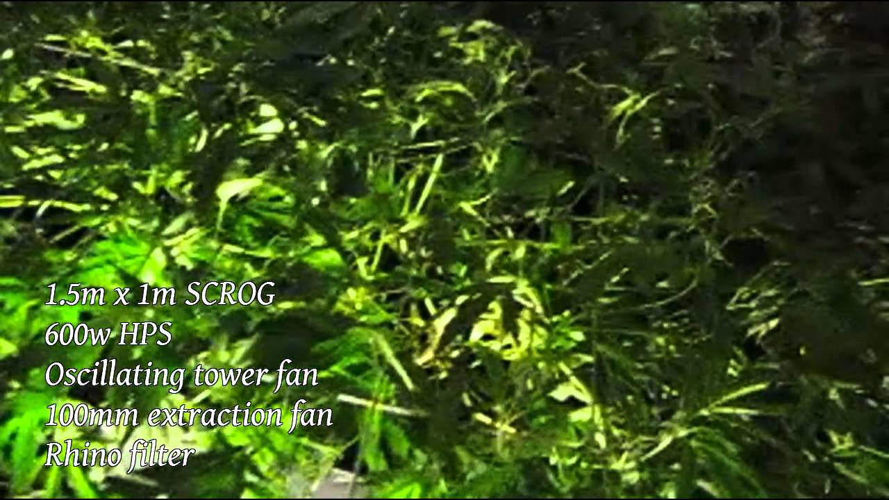 Medical Cannabis grow diary 2013 UK Cheese week1