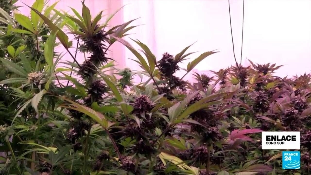 El progresivo camino hacia la regulación total del cannabis en Argentina • FRANCE 24 Español