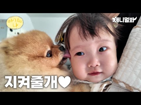 (감동주의)아기와 강아지가 처음 만난 순간|육아하는 강아지ㅣBaby And <strong>Dog</strong> <strong>First</strong> Encounter, <strong>Dog</strong> Parenting <strong>Dog</strong>