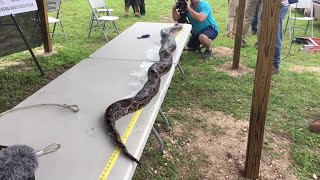 Digital Update: 1000th Python Bagged In The Everglades