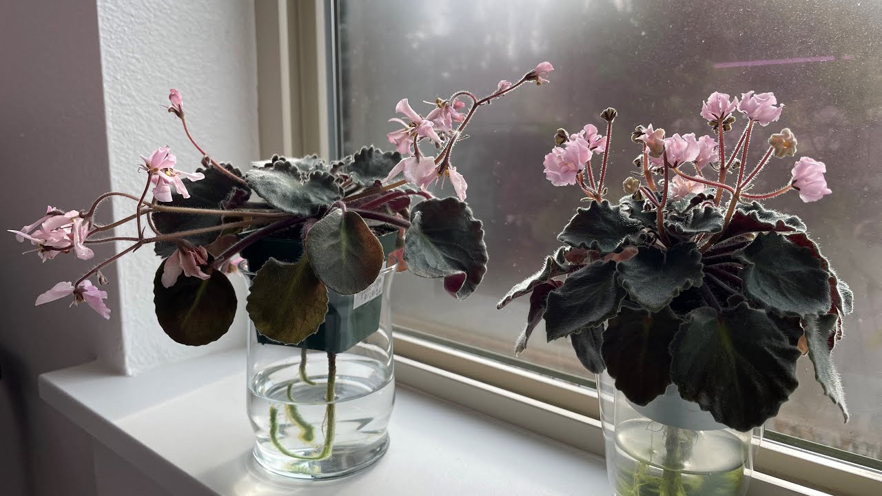 African Violets - 2 Pink Wasps - Gecko's Angelic Vespa (T. Moreno