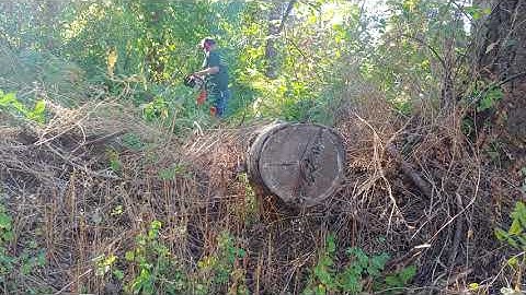 more Firewood log pile cutting (unedited) part 4