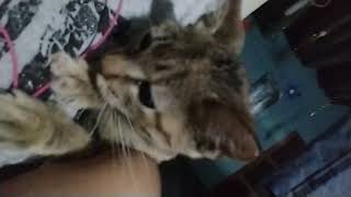 Mi Gata Me Lame La Axila