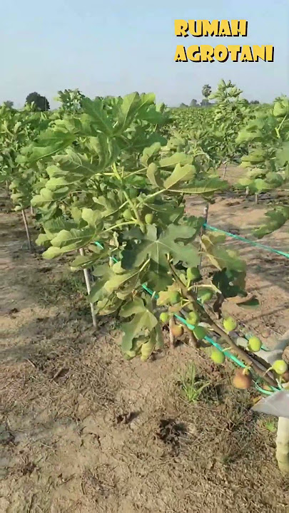Buah Tin Buah Kaya Manfaat
