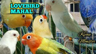 13 LOVEBIRD TERMAHAL 2018