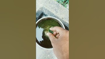 Kya algae se bio diesel bana sakte hai 👈👈