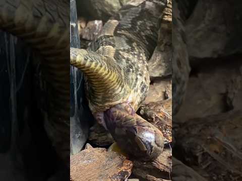 Video: Adakah ular dan tangga dicipta di india?