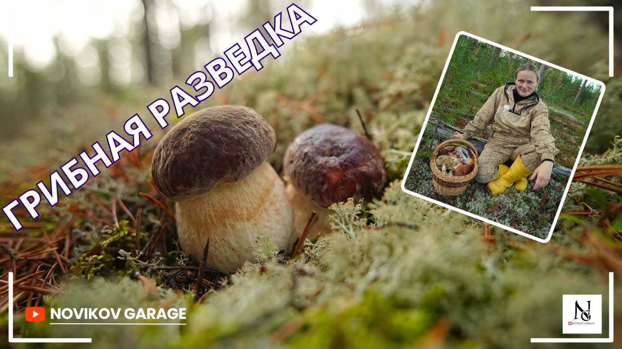 Грибная разведка 26 сентября 2025. Приозерский район.