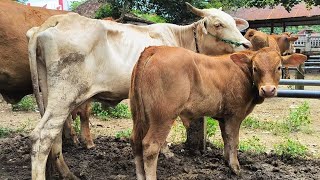 12.500 !! Babon Kecil Beranak Super Semok !! Harga Anjlok !! Pasar Sapi Jatirogo 