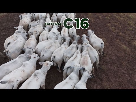 BATERIA C16