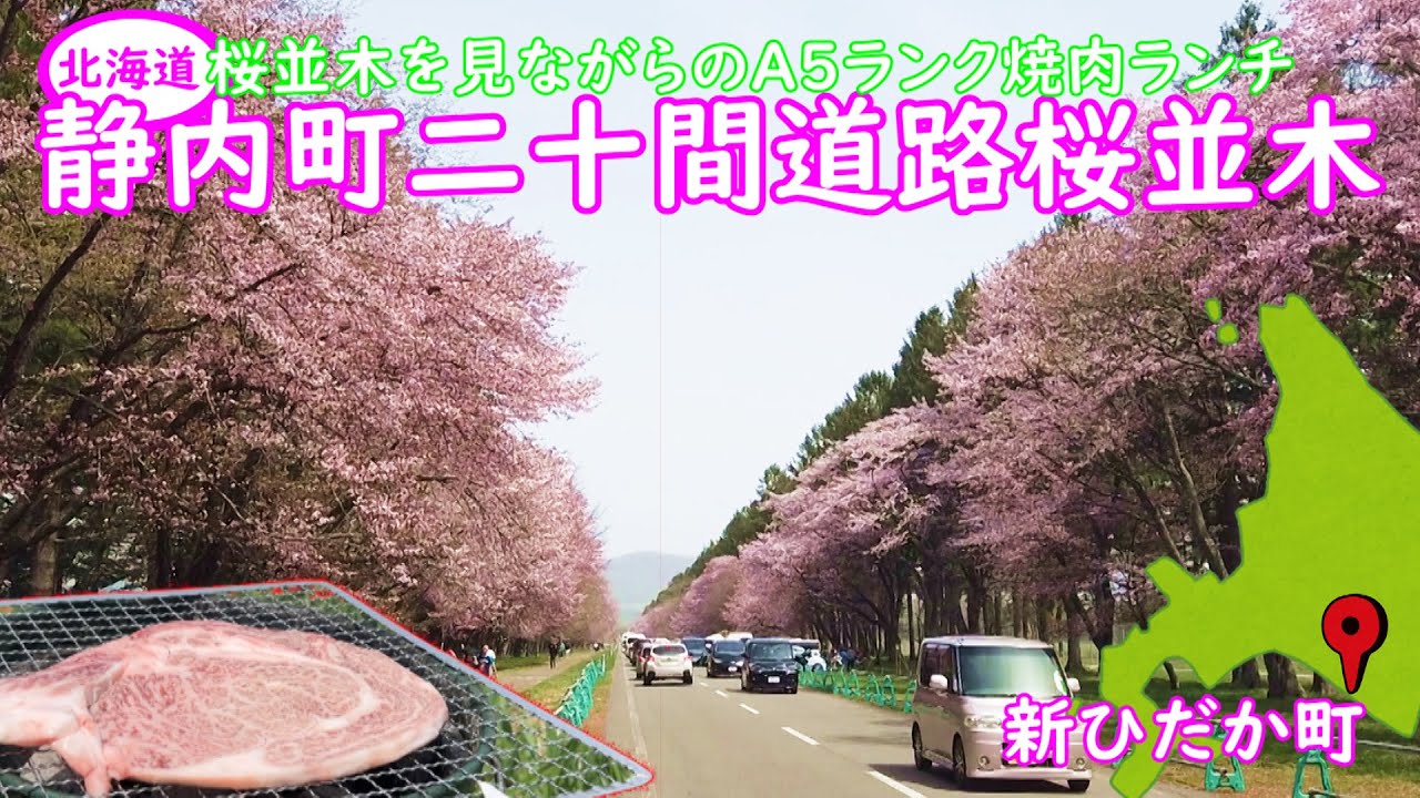 静内二十間道路桜並木です。渡辺農場のA５ランクの牛肉は激うま直線で約7kmにも及び、「日本の道百選」「さくら名所100選」「北海道遺産」にも選定どこまでも続く満開の桜並木は一見の価値あり。