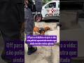 Off para o trabalho e on para a vida: cão policial aposentado mostra que ainda mantém rotina agitada