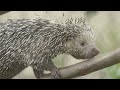 Porcupine Explores Her Habitat