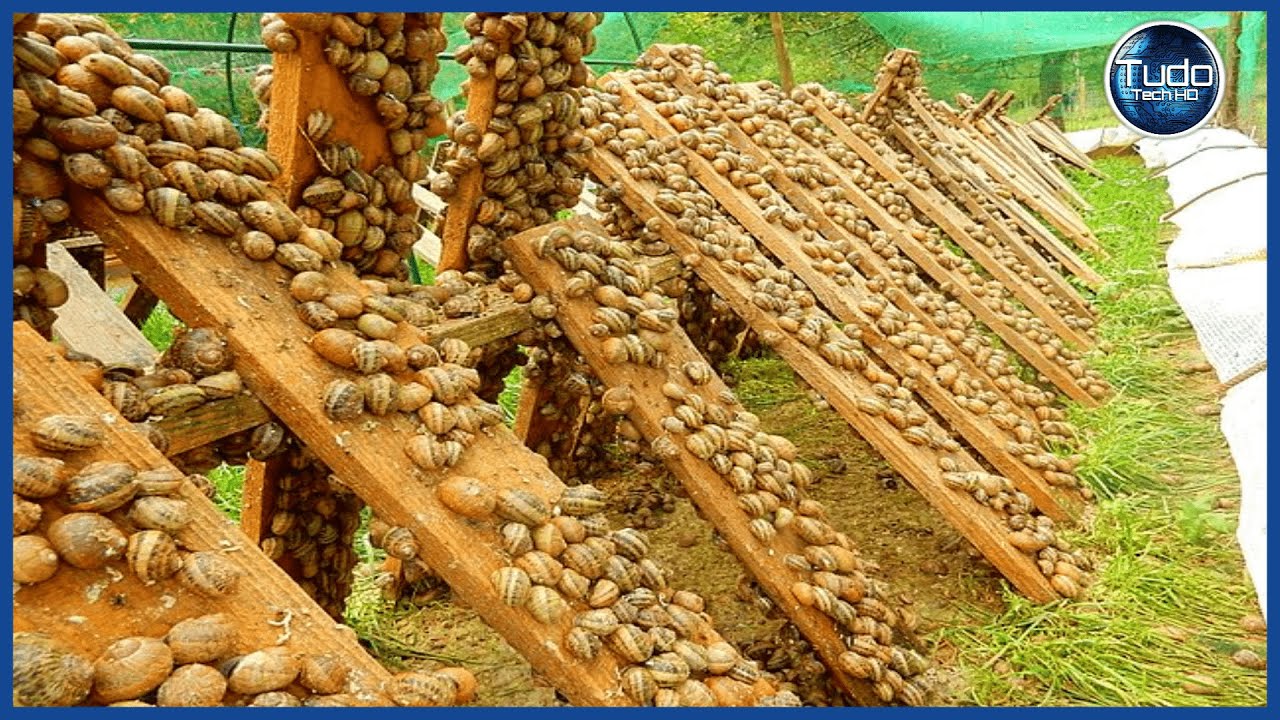 Como é feita a Criação de Escargot. Fazenda de caracol. Incrível Processo de Cultivo e Processamento