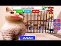 BELUGA CAT'S PRISÃO RUN! Roblox
