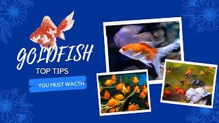 Gold fish secret tips unbelievable #fish #goldfish_tamil #goldfish #fishing by Pet Animal 126 views 11 months ago 3 minutes, 6 seconds