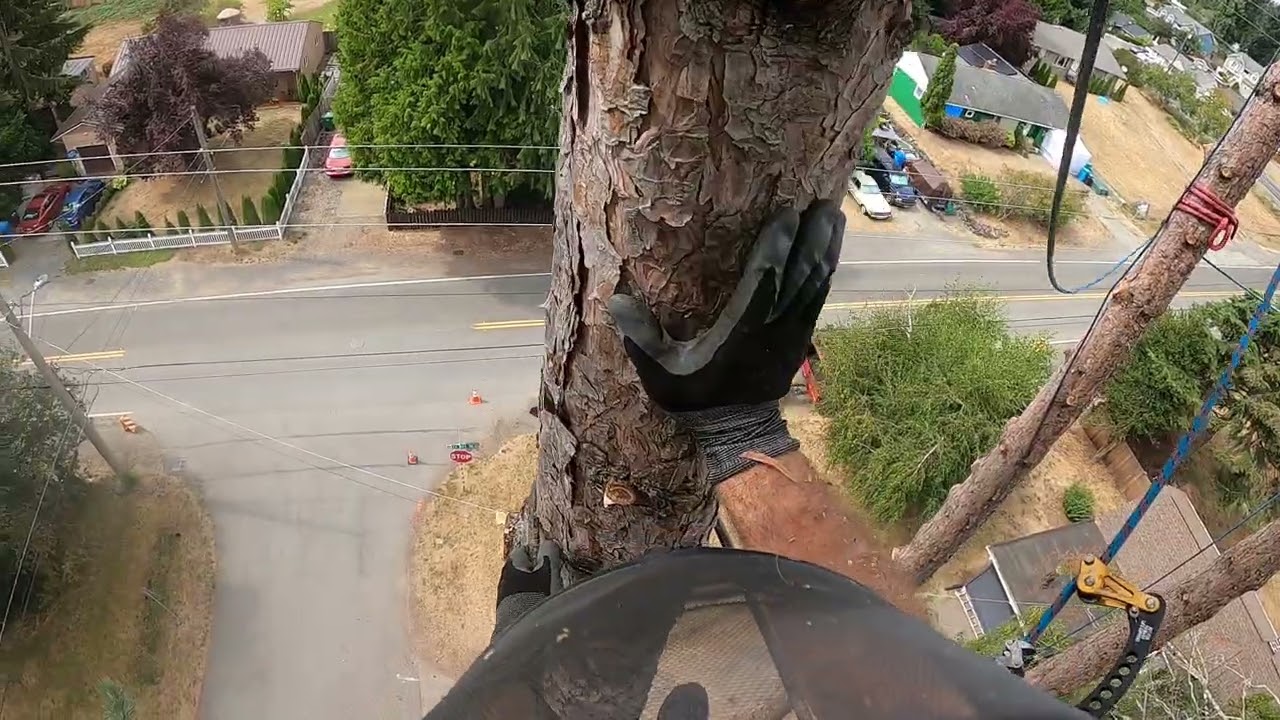 Raw footage, climber rigging large pine tree over power lines.  