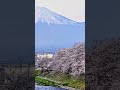 #日本の景色 #japan #sakura #fujisan