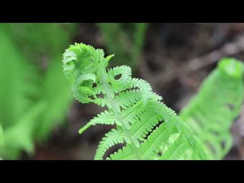 Video: Ostrich - Luxurious Fern