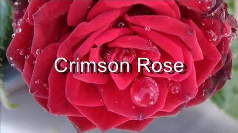 Crimson Rose lyric video
