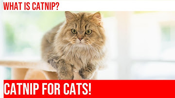 Cats and Their Favorite Catnip Mice: Blissful Playmates!