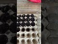 哈哈哈哈，茄子发芽了