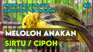 Udah Makin Gede Nih - Meloloh Anakan Burung Sirtu / Cipoh #12