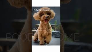 Dog photoshoot compilation #poodle #bichonfrise #dog #doglover #dogshorts