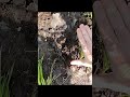 Inspection day for beaver trapping in Templeton