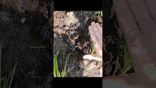 Inspection day for beaver trapping in Templeton
