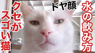 あれほど買うな! と言った給水器を【クセスゴ猫】に買った結果がこちら