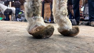 MINIATURE Donkey with TWISTED Hooves!