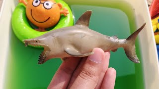 sea animals names , sea animals for kids , sea creatures for kids , toys for kids