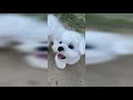 CAN PUPPIES TALK? 🤔 の動画、YouTube動画。