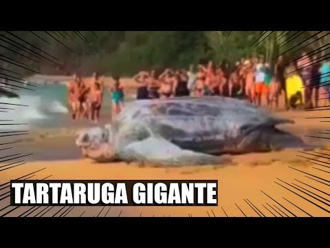 Vídeo: Quanto Tempo Vivem As Tartarugas Gigantes