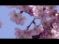 Nicki Parrott - Sakura Sakura