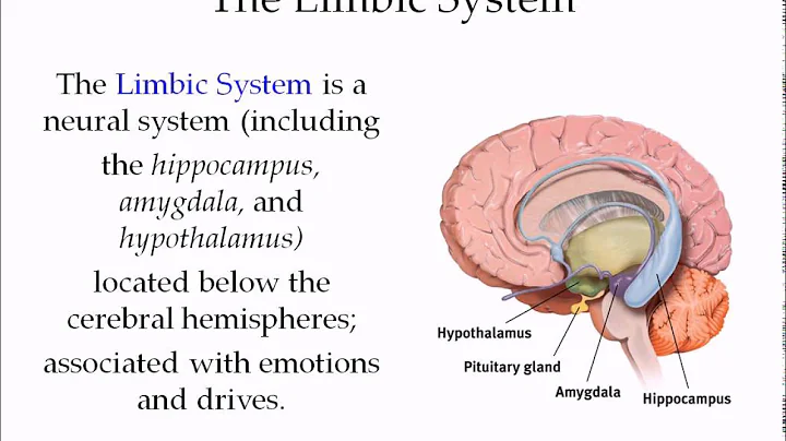 Brain Video Lecture Part 1 Kim Appel
