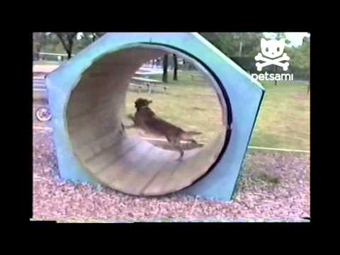 Dog walks himself in a giant hamster wheel