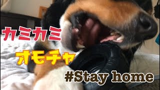 大型犬　丈夫なおもちゃ‼︎