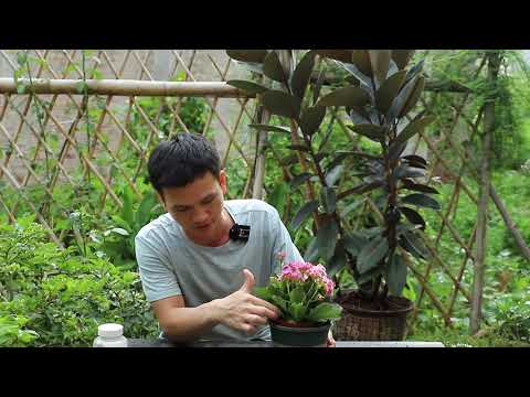 想要长寿花叶片油绿开花多，这样使用磷酸二氢钾，开花一茬茬