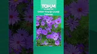 Dilber Kirpiği Çiçeği Tohumu Ve Yüzlercesi TohumMarketim.com da. 1 Ocağı Bekle. Resimi