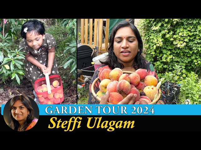 Steffi Ulagam Garden Tour 2024 | Harvesting Fruits from our Home Garden | Garden Vlog in Tamil class=