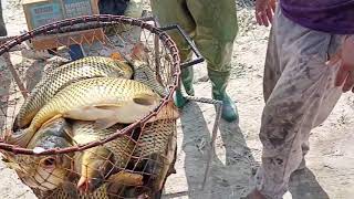 Katta Sazan Baliqlar