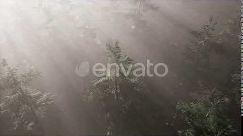 Aerial Sunrays in Forest with Fog | Motion Graphics - Envato elements
