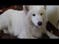 My Samoyed Getting Ready For A Bath - Part 2