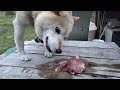 生肉　エゾシカを柴犬ゴンに  Shiba Inu eating venison