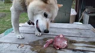 生肉　エゾシカを柴犬ゴンに  Shiba Inu eating venison