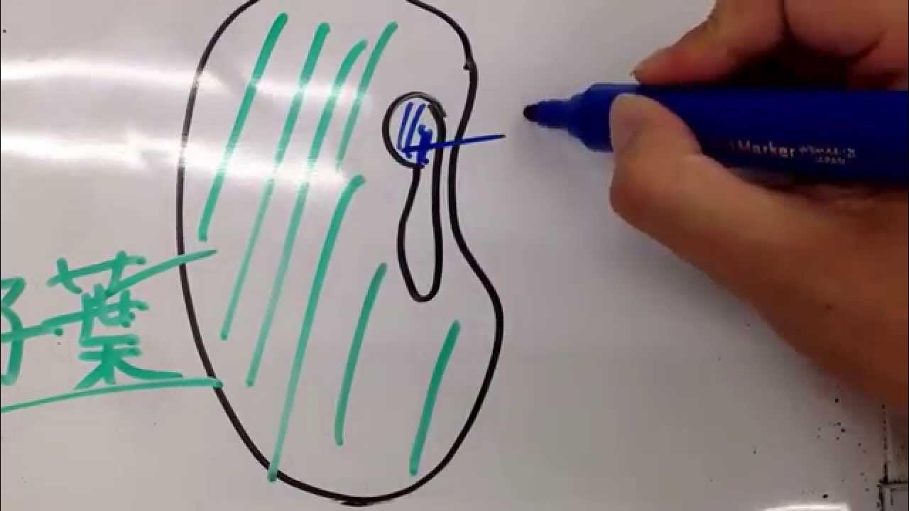 ディヤーナweb小学校 小5理科 種子のつくり Youtube